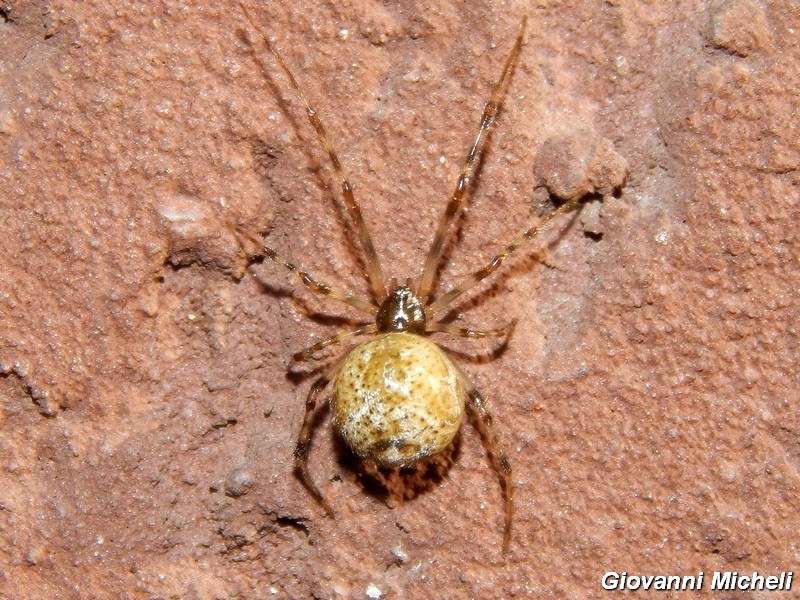 Serie di Araneae del Parco del Ticino